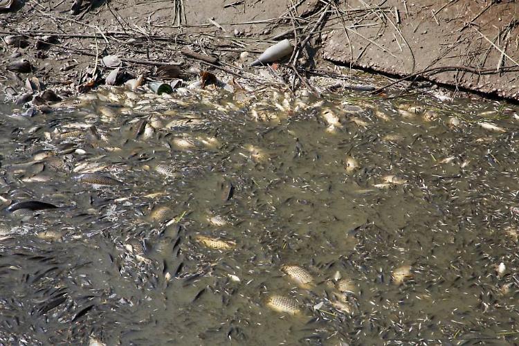 Morìa di pesci in un canale di San Matteo 