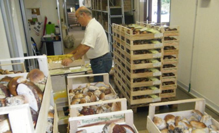 Copiosa la raccolta di funghi quest'anno