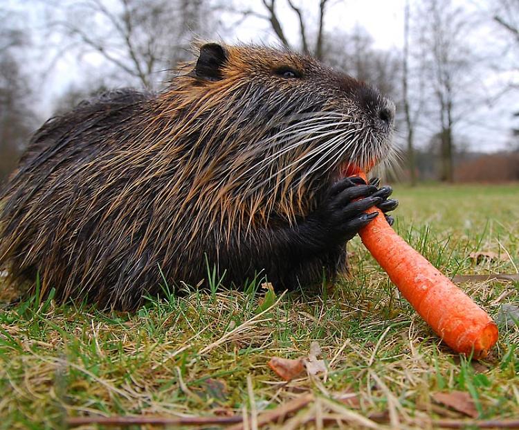 Il grave problema delle nutrie