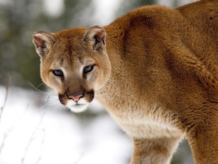 Il puma col gatto in bocca
