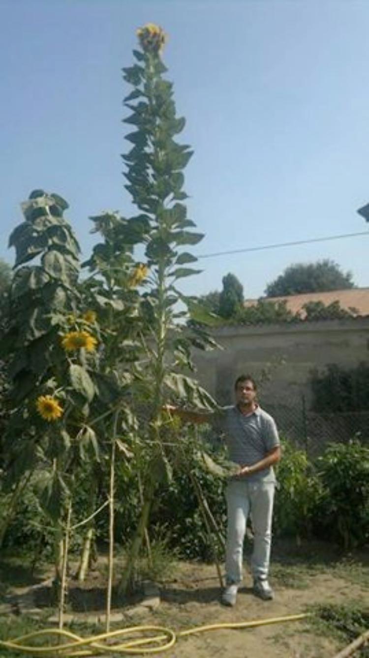 Girasole da 5,19 metri, l'allievo supera il maestro