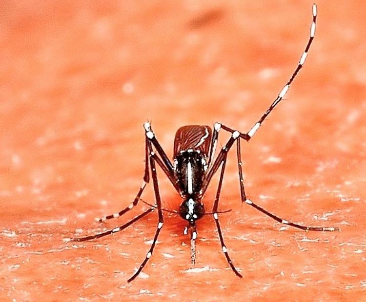 Casalmaggiore, ordinanza del sindaco anti zanzara Tigre