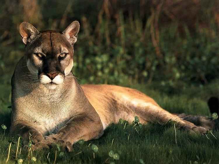 Due fucilate nella notte nella zona del puma