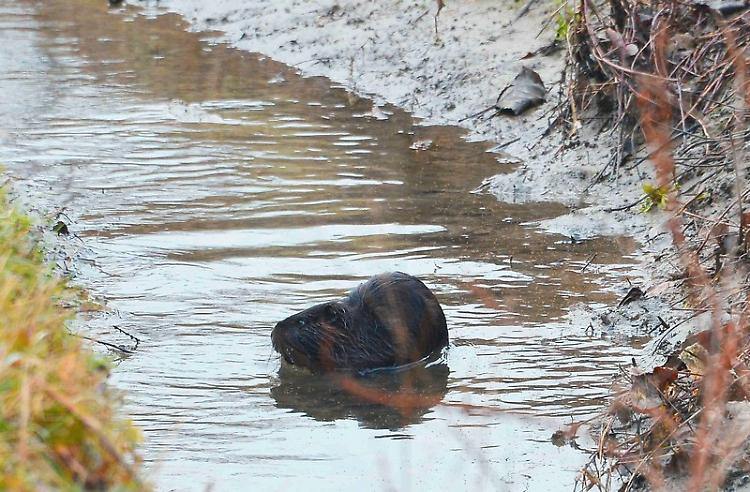 Lotta alle nutrie, tornano le doppiette
