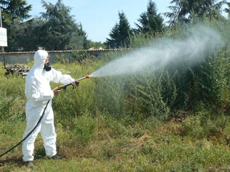 Comune, prosegue attività per contrastare la diffusione delle zanzare