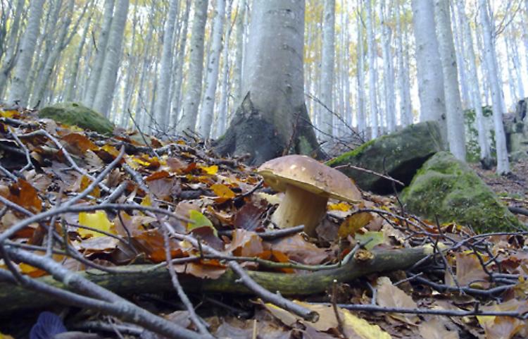 Funghi, preistoria e alta via dei Monti liguri nel weekend