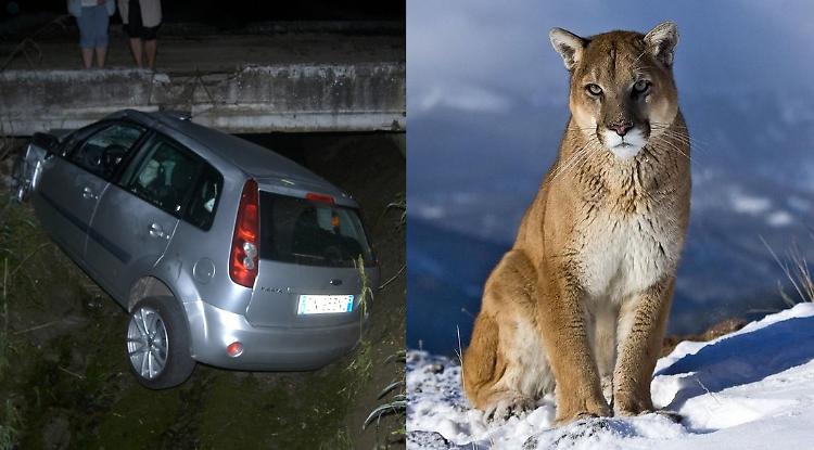 'Fuori strada per evitare il puma'
La testimonianza è credibile