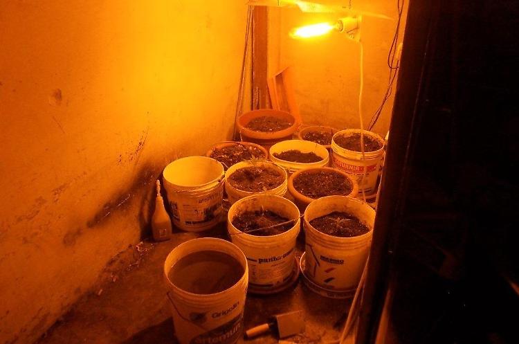 Serra di marijuana illuminata con elettricità rubata