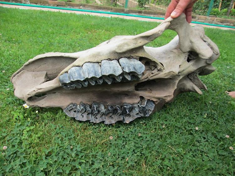 Cranio di rinoceronte preistorico, indagato l'autore del ritrovamento