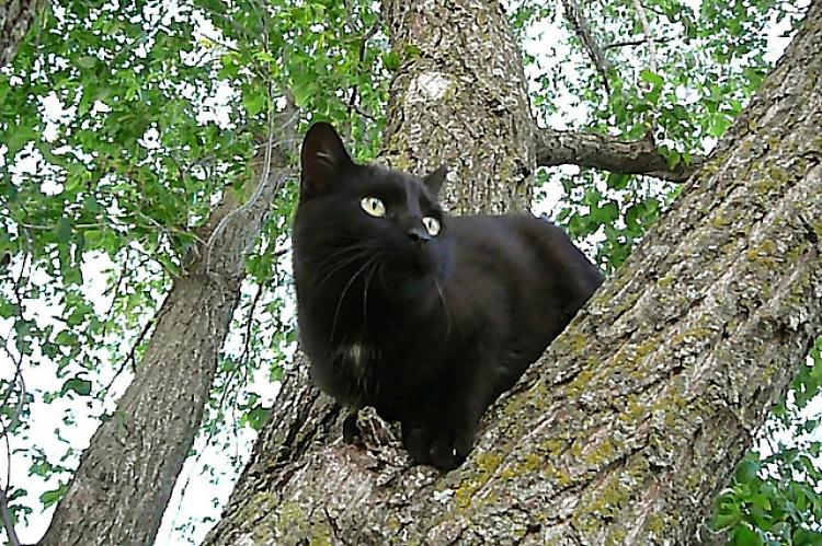 Salvato Midì, il gatto che non riusciva a scendere dall'albero