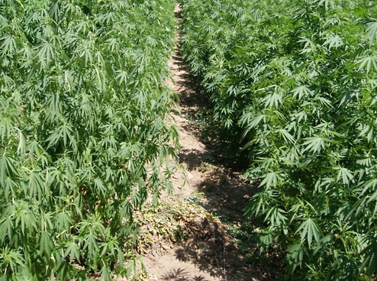 Serra di marijuana in casa, 68enne cremonese arrestata a Fregene