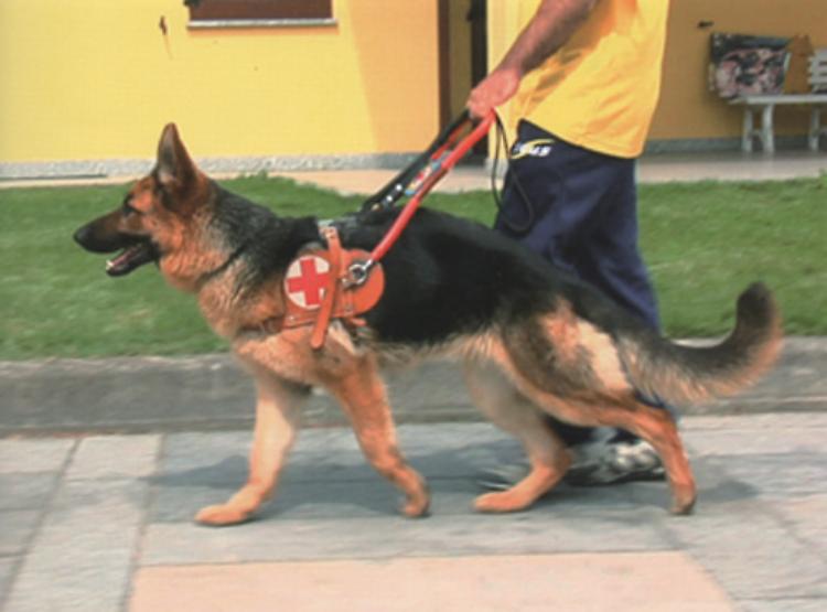 cane guida