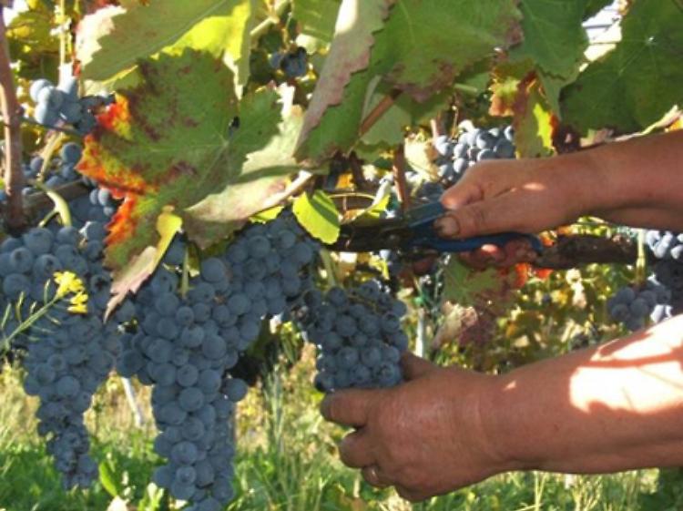 Per i giovani il lavoro è un miraggio, ma alla vendemmia non ci vanno