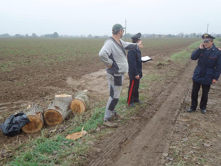 Pioppo sulla testa
Operaio gravissimo