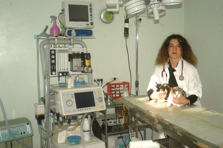 Altri due gatti avvelenati, trovati agonizzanti e salvati