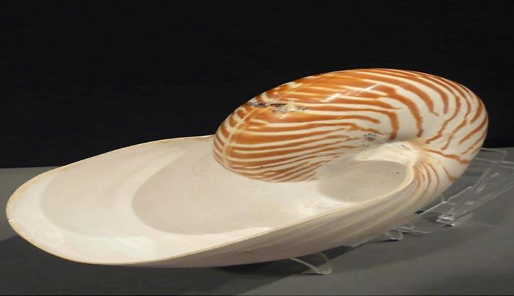 Estetica e geometria di una conchiglia, mostra dall'8 novembre