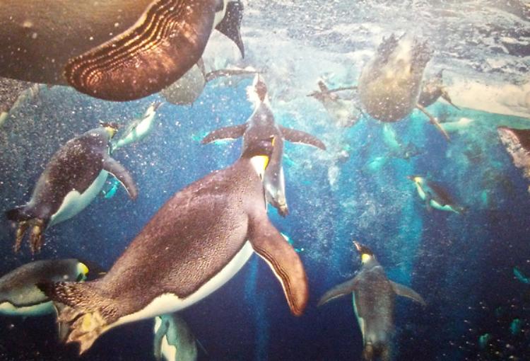 Tornano a Milano le 100 immagini mozzafiato del WILDLIFE PHOTOGRAPHER OF THE YEAR 