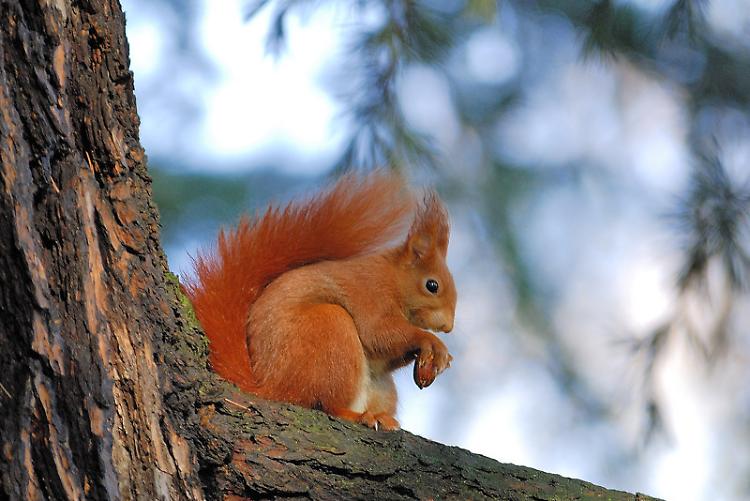 Scoiattolo rosso filmato alla riserva naturale Le Bine 
