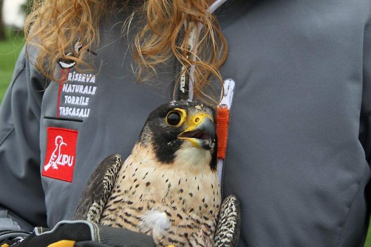 Casalese trova un falco pellegrino