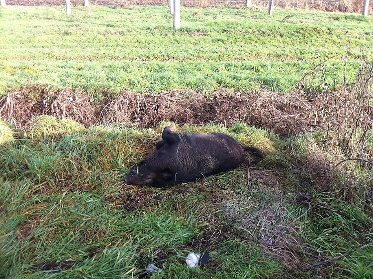 Cinghiale investito e ucciso