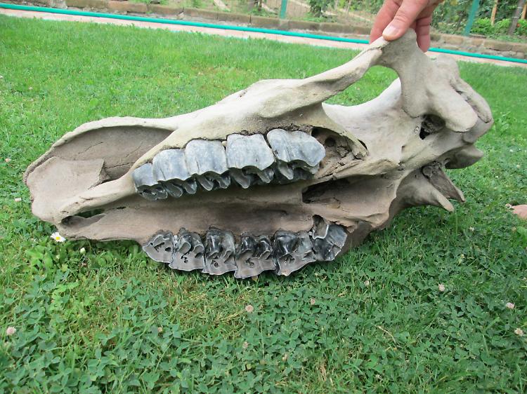 L'Indiana Jones del Po verso il patteggiamento