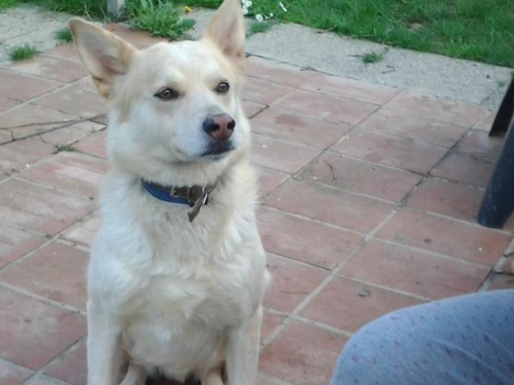 Cane abbandonato