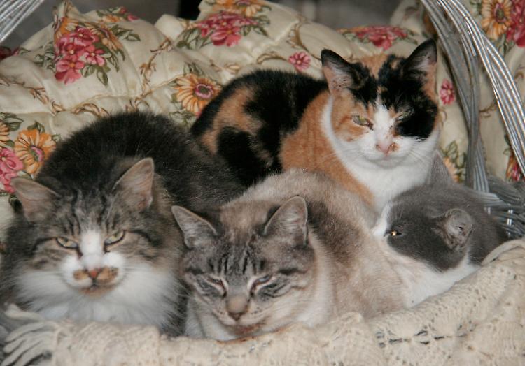 Volontari contro il Comune
"Aveva promesso un gattile"