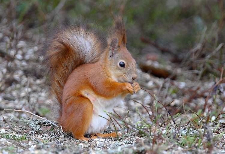 La guerra degli scoiattoli: il grigio sta scacciando il rosso