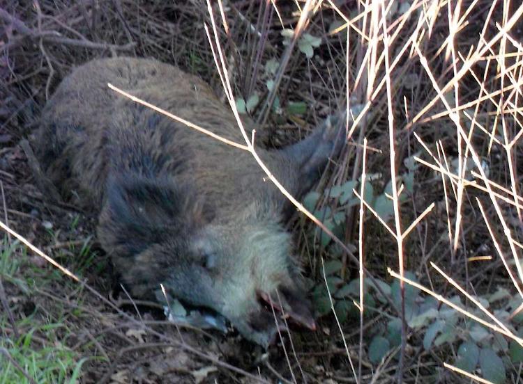 Cinghiale sull'Asolana, spavento e incidente