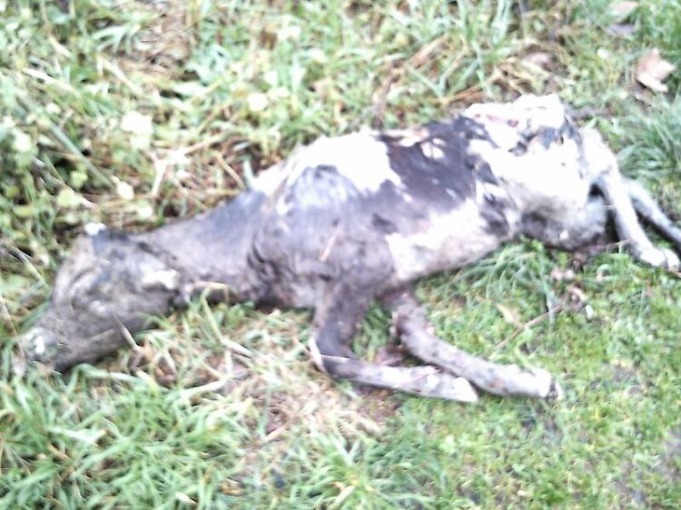 Altra carcassa di vitello abbandonata in un canale