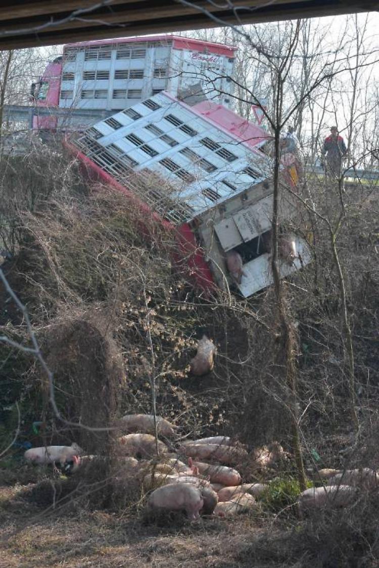 Schianto, strage di maiali