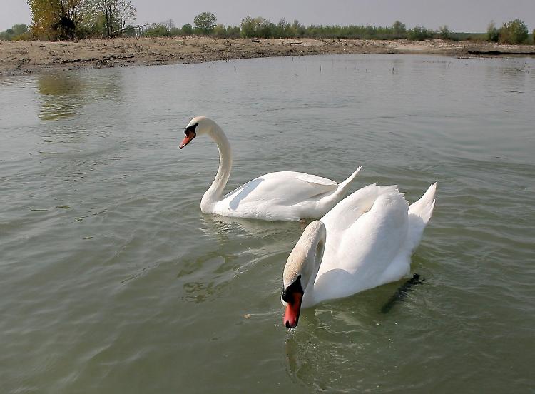 Il cigno che si è stancato degli uomini e li aggredisce