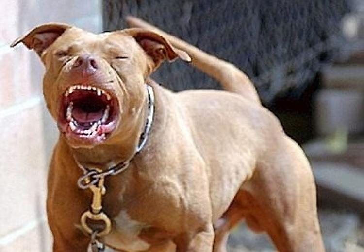 Gli aizzano contro il pitbull, carabiniere spara al cane a Milano