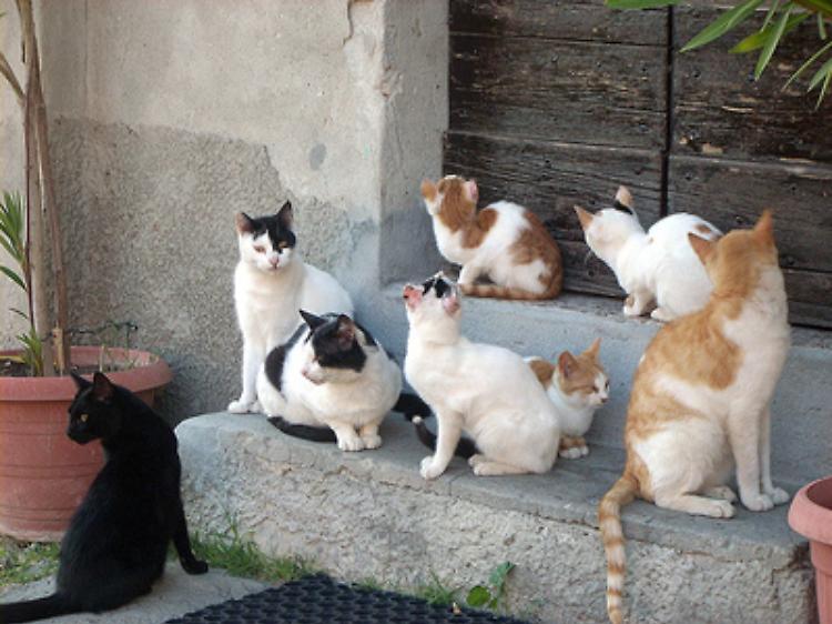 Una colonia di gatti