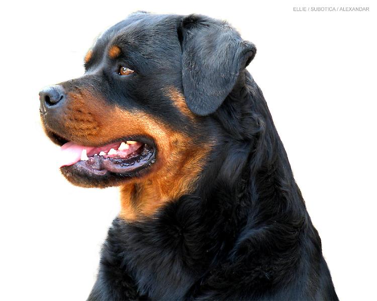 Un esemplare di rottweiler