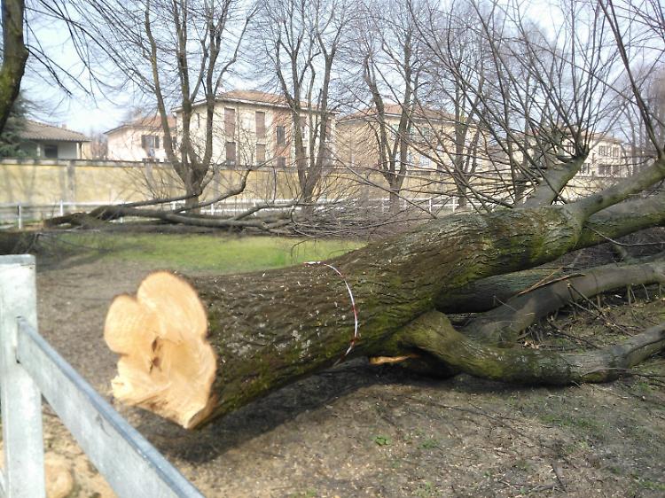 Alcuni degli alberi abbattuti