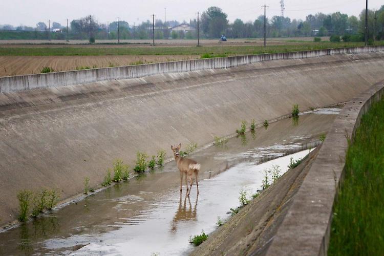 Capriolo intrappolato nel canale ritrova la libertà