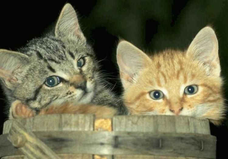 Voglio solo un gatto che dia la caccia ai topi