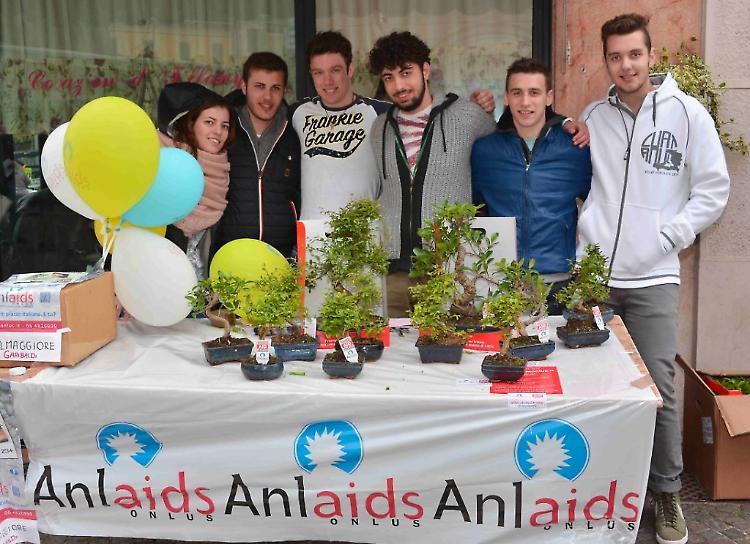 Piante di bonsai per sostenere l'Anlaids grazie al gruppo Emergenti di Quattrocase