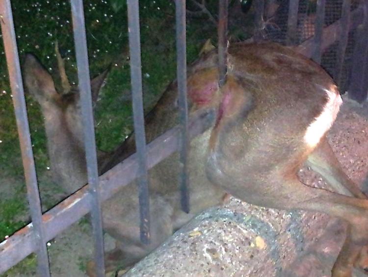 Salvato capriolo incastrato nelle sbarre