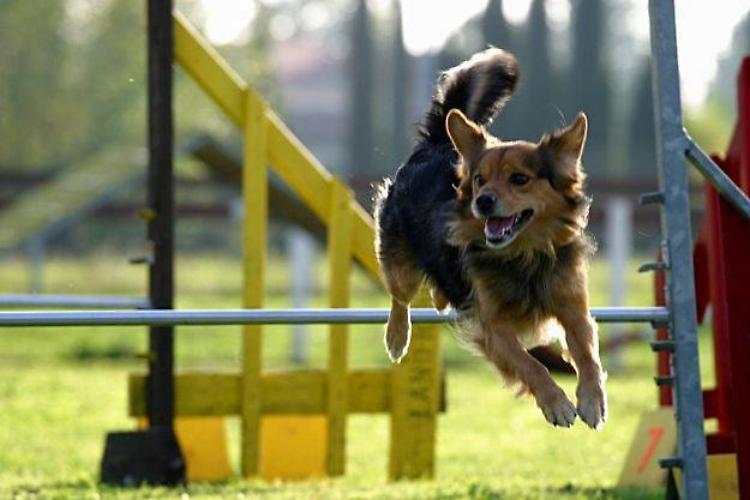 Cani in gara al parco Asia di Cremona
