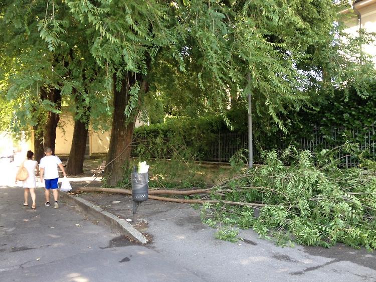 Violento temporale, alberi sradicati e rami per strada