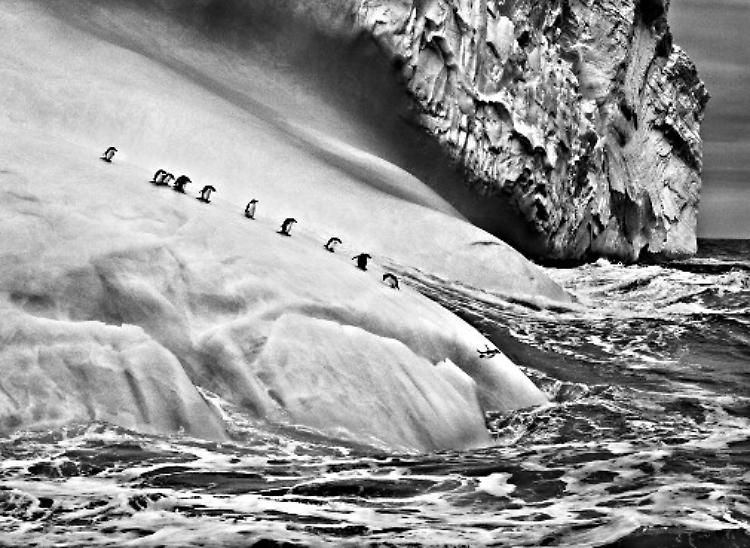Genesi, l'ultima opera di Sebastiao Salgado