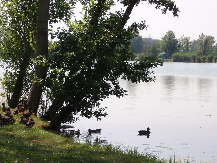 Dimentica il freno a mano, auto di un pescatore nel laghetto
