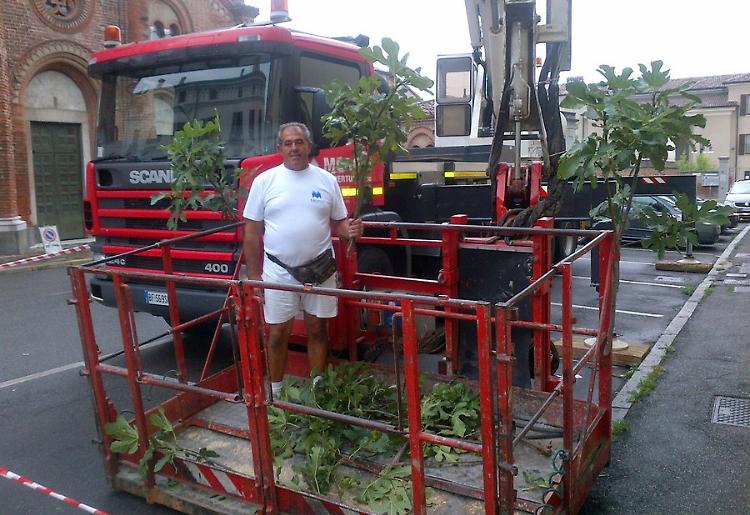 Estirpato il fico ‘del granduca’