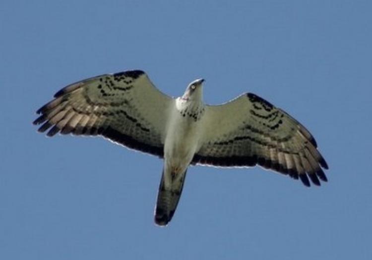 Osservazione e Censimento del falco Pecchiaiolo