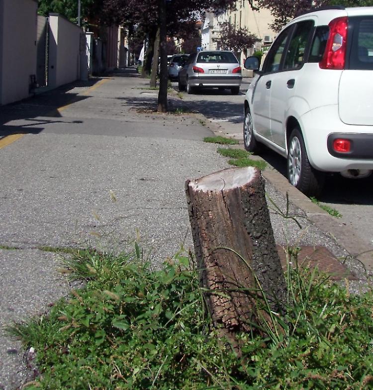 'Strage' di alberi in via Diaz