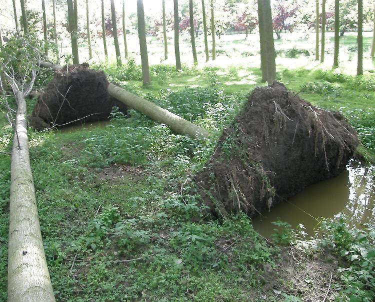 Ecatombe di alberi, via una ventina di pioppi 