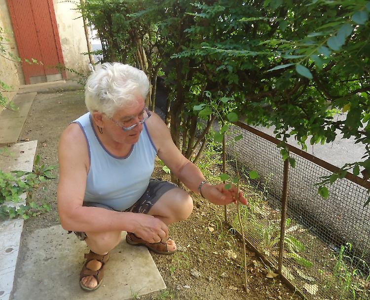 Piante tagliate a un pensionato, caccia al vandalo seriale