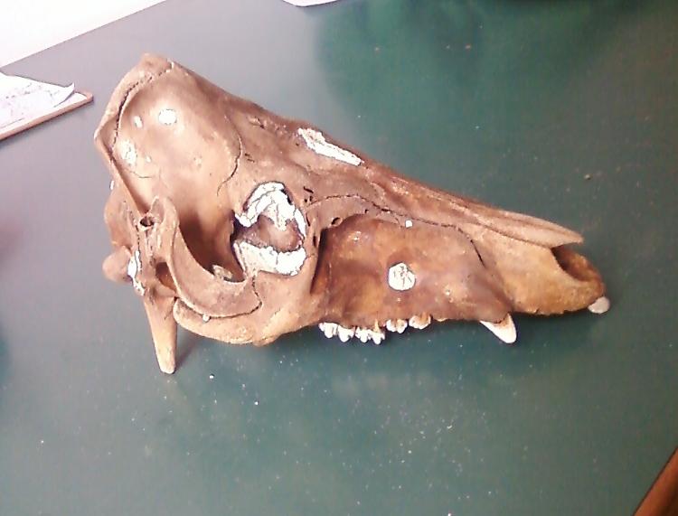 Reperti preistorici consegnati al Museo Paleontologico